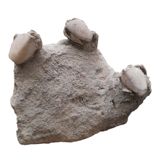 Ranilia muriceta x3