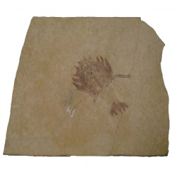 Eryon arctiformis