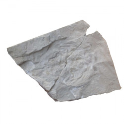 Limule