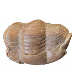 Illaenus sinuatus