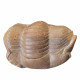 Illaenus sinuatus