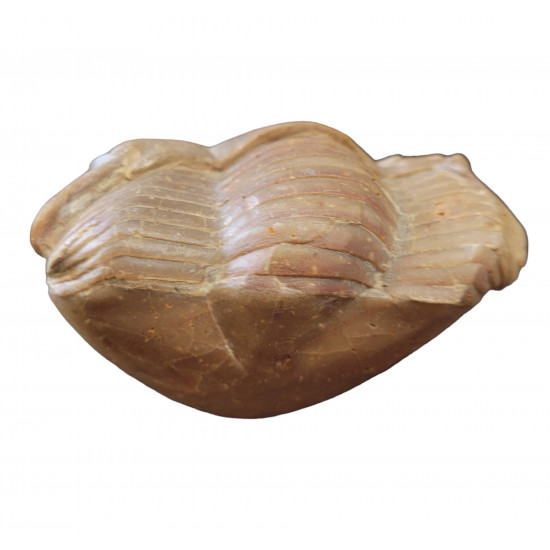 Illaenus sinuatus