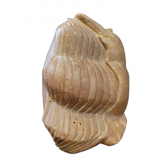 Illaenus sinuatus