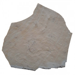 Ophiopetra lithographica + sinosura kelheimense