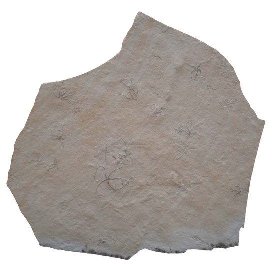 Ophiopetra lithographica + sinosura kelheimense