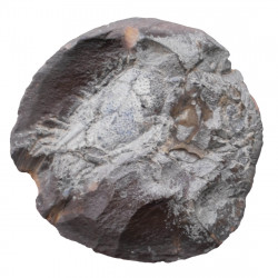 Mecochirus sp