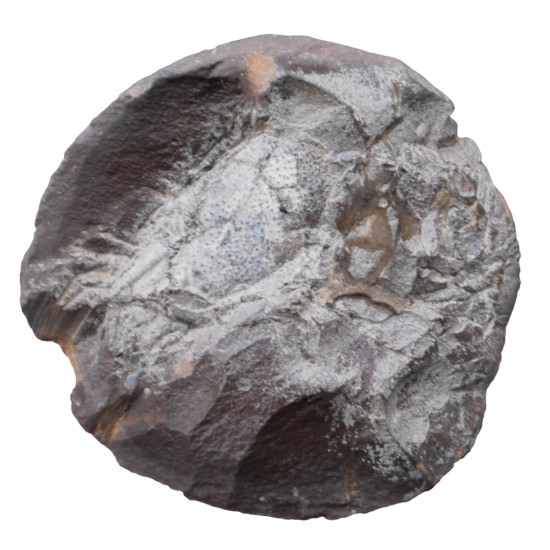 Mecochirus sp