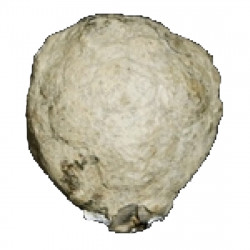 Melocrinites hieroglyphicus 
