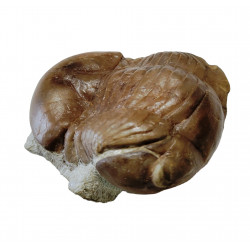 Illaenus crassicauda