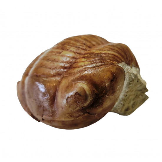 Illaenus sinuatus