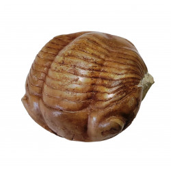 Illaenus sinuatus