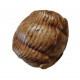 Illaenus sinuatus