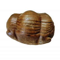 Illaenus crassicauda