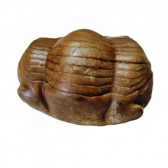 Illaenus crassicauda