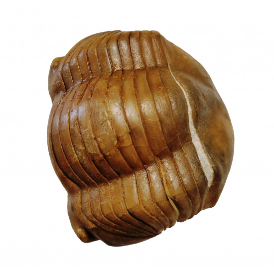 Illaenus crassicauda