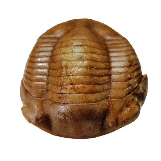 Illaenus crassicauda
