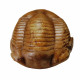 Illaenus crassicauda