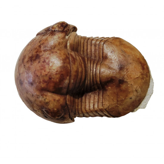 Illaenus sinuatus