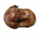 Illaenus sinuatus