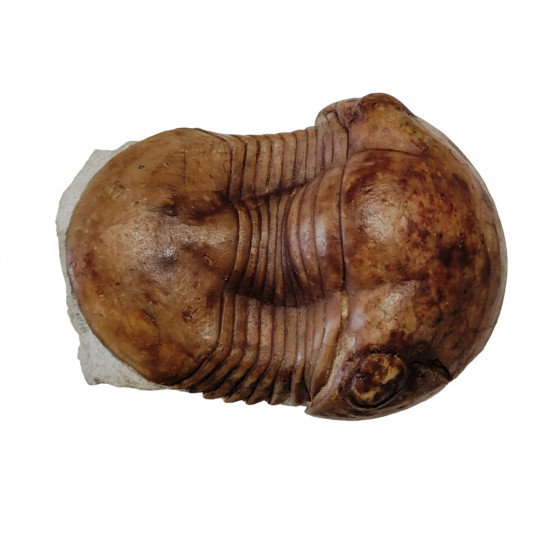 Illaenus sinuatus