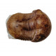 Illaenus sinuatus