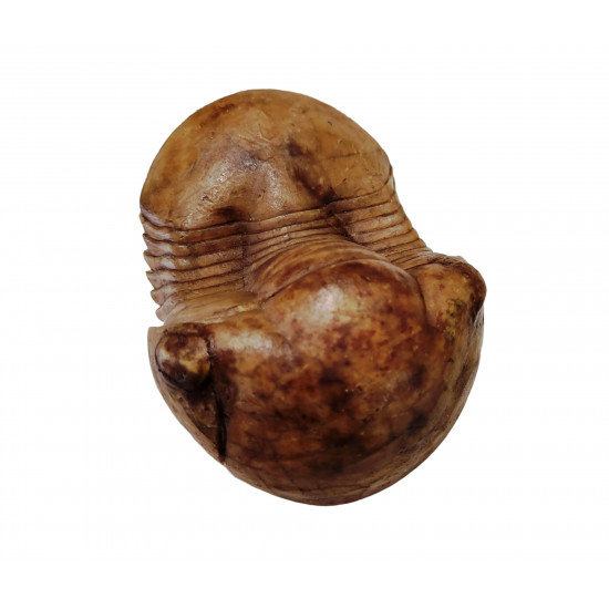 Illaenus sinuatus