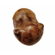 Illaenus sinuatus