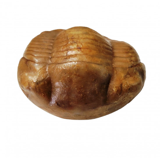 Illaenus crassicauda
