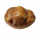 Illaenus crassicauda