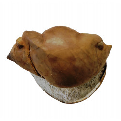 Illaenus schmidti