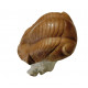 Illaenus sinuatus