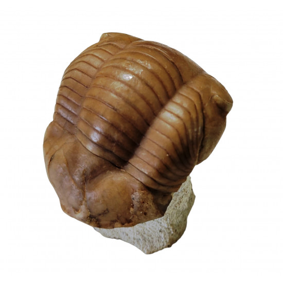 Illaenus sinuatus