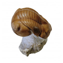 Illaenus sinuatus