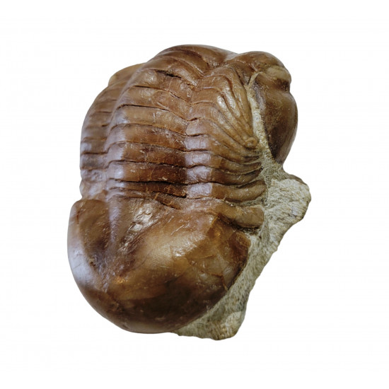 Illaenus crassicauda