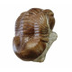 Illaenus crassicauda