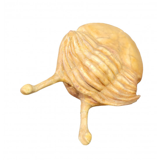 Asaphus kowalewskii