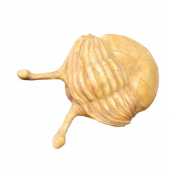 Asaphus kowalewskii