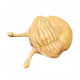 Asaphus kowalewskii