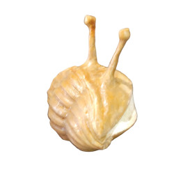 Asaphus kowalewskii