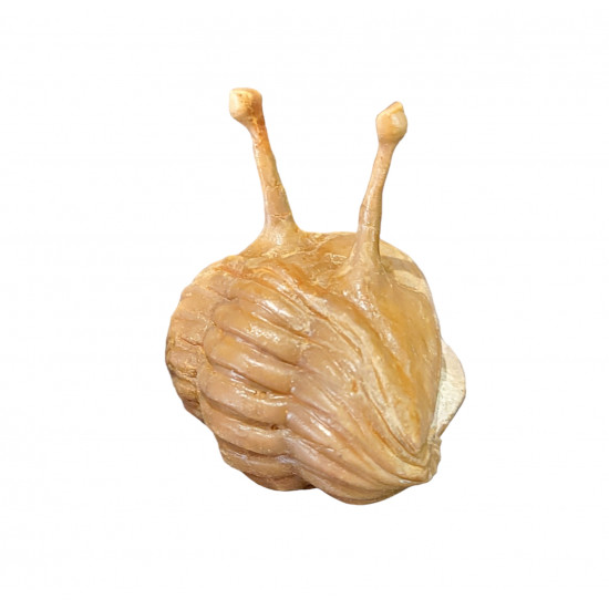 Asaphus kowalewskii
