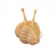 Asaphus kowalewskii