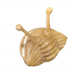 Asaphus kowalewskii