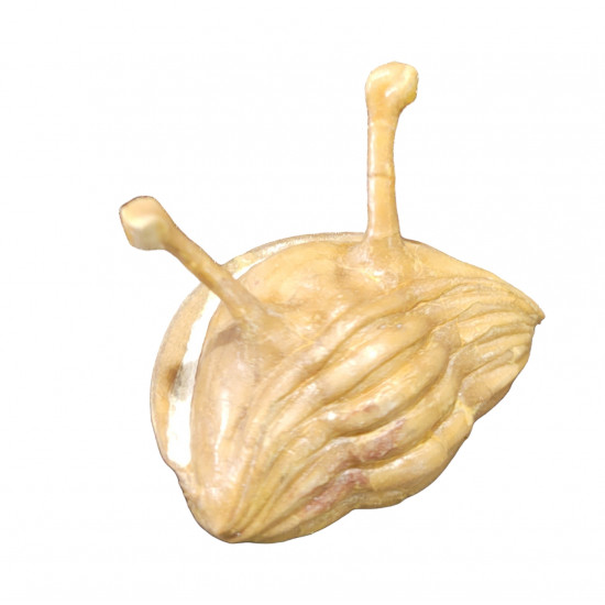 Asaphus kowalewskii