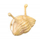 Asaphus kowalewskii