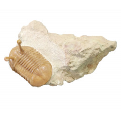 Asaphus kowalewskii