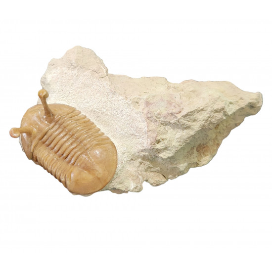 Asaphus kowalewskii