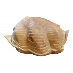 Illaenus schmidti