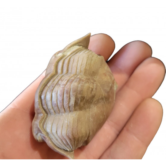 Illaenus schmidti