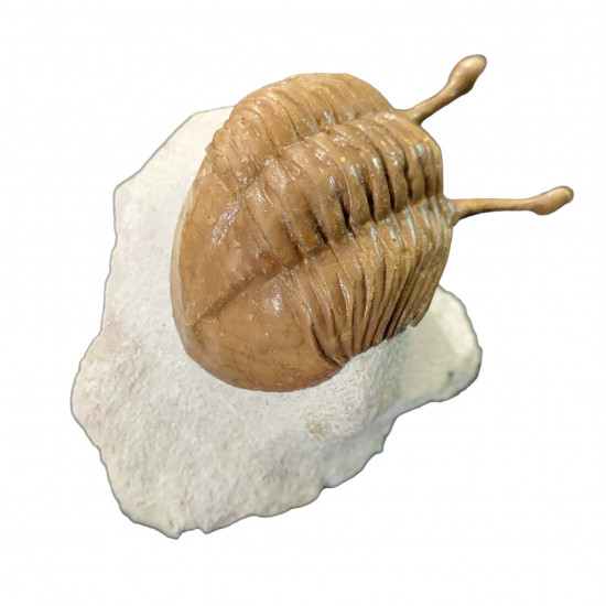 Asaphus kowalewskii