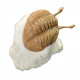Asaphus kowalewskii
